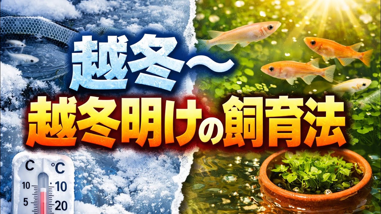越冬中にやる事＆越冬明けのメダカ飼育【めだか】