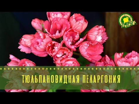 Тюльпановидная пеларгония