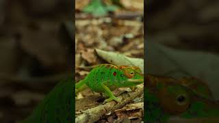 Chameleon Vs. Snake  #wildlife #animals #chameleon #naturepbs