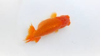 DSCF5293