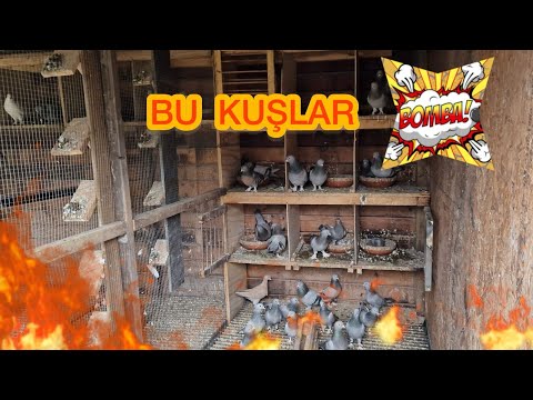 SATILIK ACIL 200