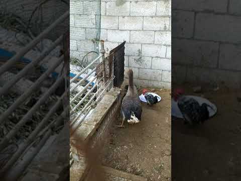 صوت الوز وهو ينادي لإنثى 