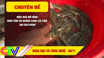 KHOA HỌC VÀ CÔNG NGHỆ 05-11-2025 | HIỆU QUẢ MÔ HÌNH NUÔI TÔM SÚ QUẢNG CANH CẢI TIẾN HAI GIAI ĐOẠN