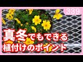 【春まで待てない!!】冬の花の植付けの注意点 by 園芸チャンネル 339 園芸 ガーデニング 初心者