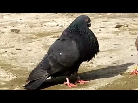 توليعة في بورشمة الله يبارك