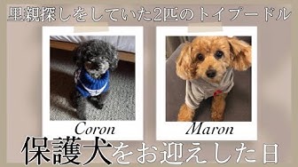 保護犬 Youtube