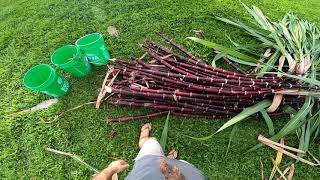 Sugar Cane Harvest | Preparing Canes for Juicing