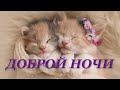 ДОБРОЙ НОЧИ! Желаю приятных сновидений!