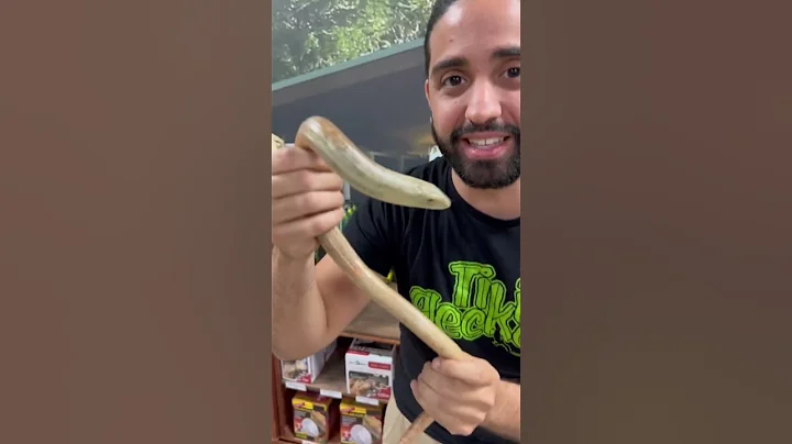 Legless Lizard?! 🤯🤯🤯 #reptiles #leglesslizard #lizard #snake