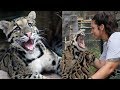 Playing With Cute Clouded Leopard Cubs