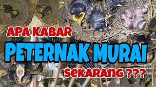Cara Ternak Murai Batu Bagi Pemulaharga Murai Batubagaimana Nasib Para Peternaknya Sekarang