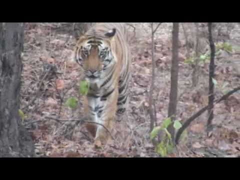 Royal Bengal Tigers seen at Bandhavgarh Park, India: 2010