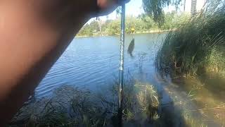 Having a Crappie day | Late summer ultra light fishing