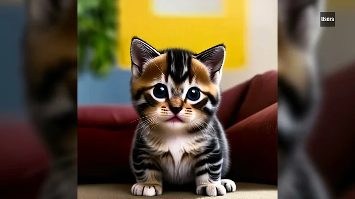 Watch the video about American Shorthair Kittens Cats 00601-00605
