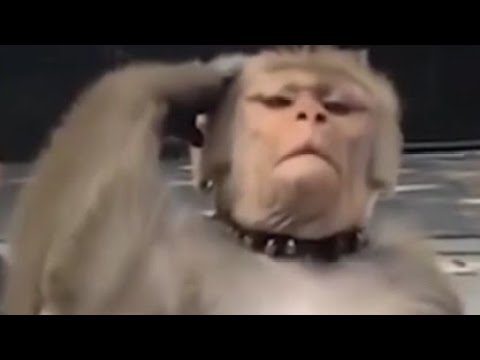 Top 5 Monke