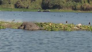 Crocodile in powai lake mumbai