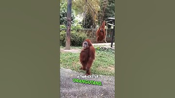 We Don’t Perform for Free! - RxCKSTxR Comedy Voiceover