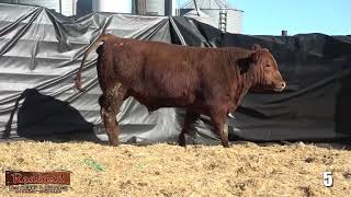 Redland Red Angus Lot 5