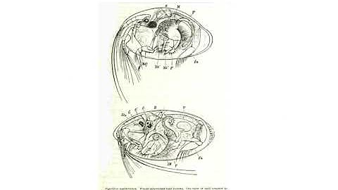 General Classification of Microfossil