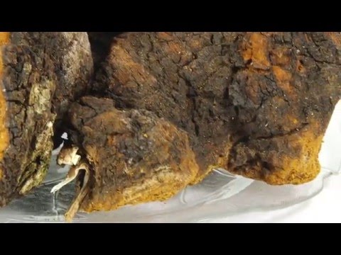 Видео: Мөөг, задийн самараар дүүргэсэн тахианы хөл