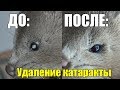 ХАНТЕР НАЧАЛ ВИДЕТЬ? Замена хрусталика норке. Операция. Москва.