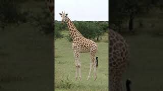 Northern Giraffe Sound Effect