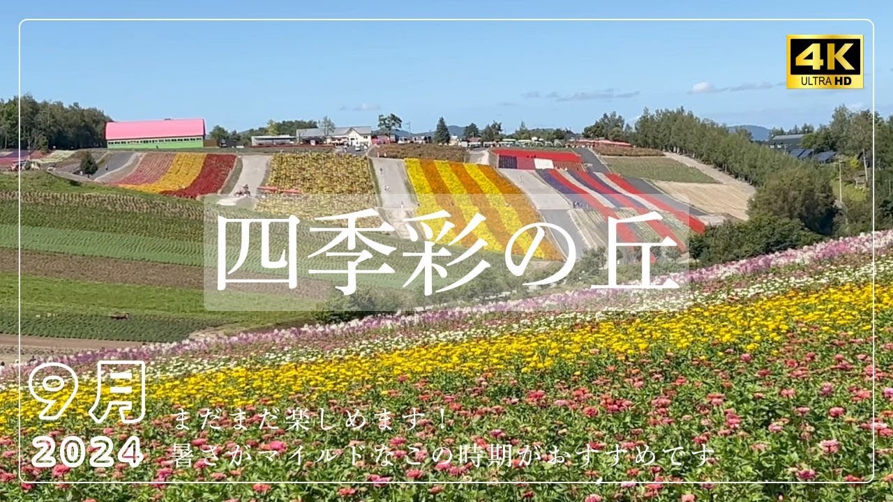 【北海道旅vlog #23】美瑛観光シリーズ⑧｜丸ごと四季彩の丘（9月）｜ひまわり畑｜きっちん・ひとさじ｜《４K》
