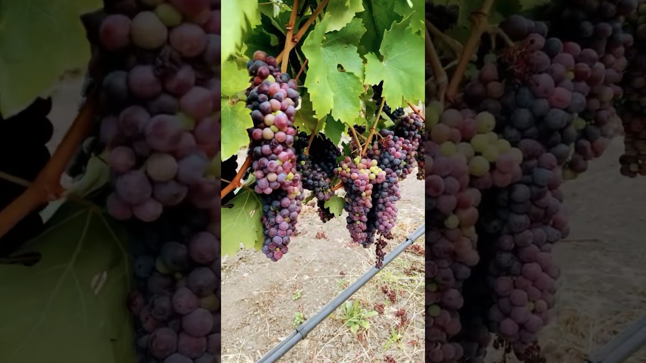 Veraison is the onset of the ripening of the grapes seen with change of color of the grape berries