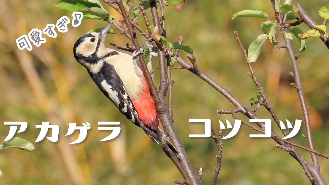 可愛い野鳥 アカゲラのメスの採餌 キツツキ好きにオススメ Youtube 可愛い野鳥 アカゲラのメスの採餌 キツツキ好きにオススメ Youtube