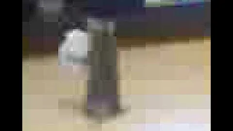 Video 6994021: beautiful bengal kittens, bengal fun