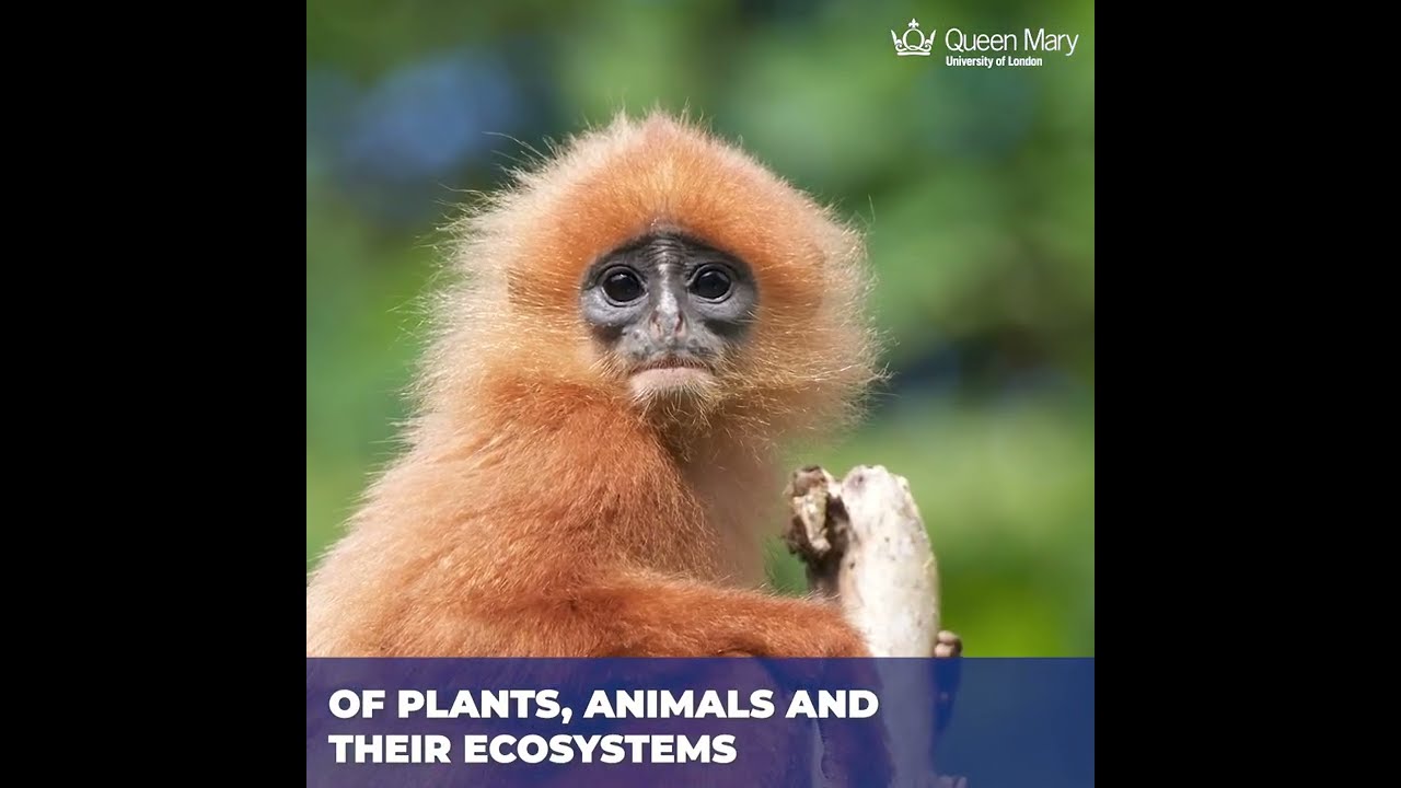 MSc Biodiversity and Conservation at Queen Mary University of London