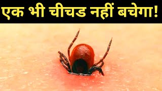 गाय भैंस में चिचडी का 100% खात्मा|Ticks removal solutions for cow Buffalo