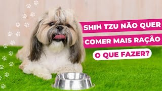 Shih Tzu Wont Eat Dry Food Anymore, What Should You Do?