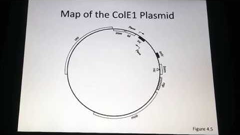 ColE1 Copy Number Regulation