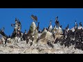 Islas Ballestas Paracas