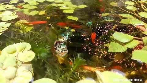 CHO CÁ SONG KIẾM LAI VÀ CÁ BẢY MÀU ĂN CÁM THÁI INVE 3/5