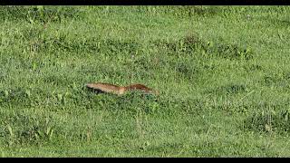 Ein junger Fuchs auf Mäusefang