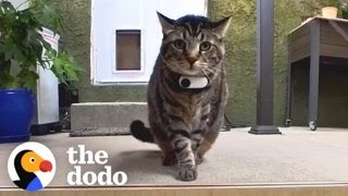 What It Feels Like To Be A Cat | The Dodo
