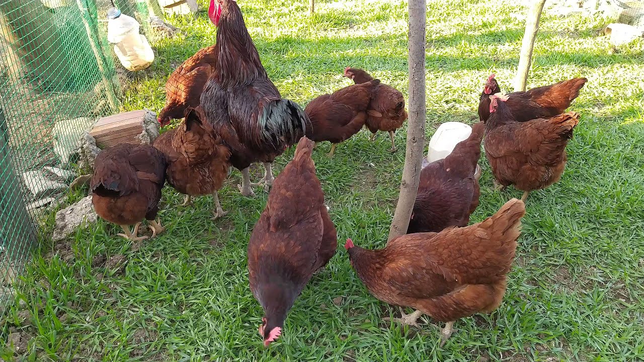 RHODE ISLAND RED VEDA