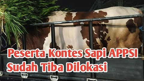 Proses Penurunan Sapi Peserta Kontes Sapi APPSI Tahun 2022
