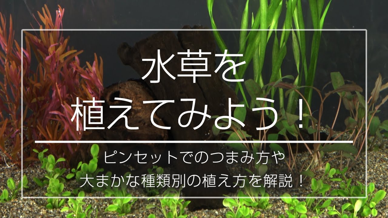 【charm】水草を植えてみよう！～ピンセットでのつまみ方や大まかな種類別の植え方を解説！～