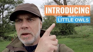 Checking Out My Local Little Owl Site Where I Photograph Little Owls