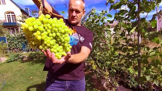видео: 🔴🔴Срезаем Красавцев. Виноград в сентябре. картинка: 🔴🔴Срезаем Красавцев. Виноград в сентябре.