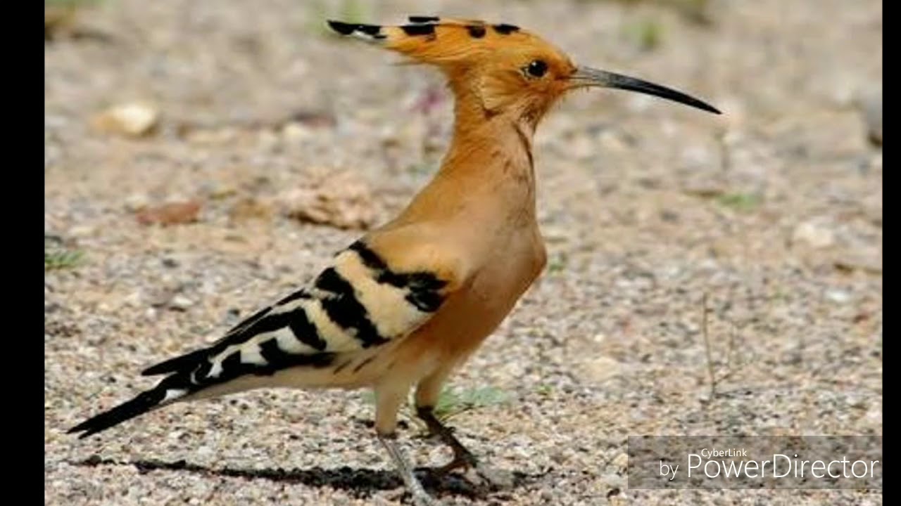 Belajar Dari Burung Hud Hud Tugas Pai Narasi Oleh Nadia