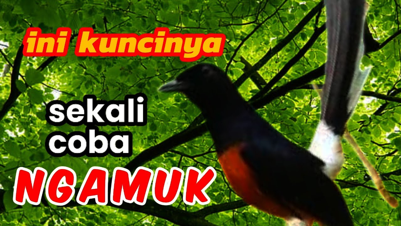 Masteran murai batu 100% ampuh buat pancingan burung apapun bunyi agresif