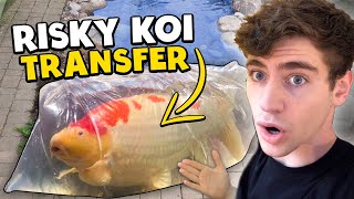 Moving my HUGE new pet koi fish!  *Dangerous Transfer*