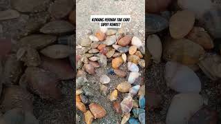 Siapa Suka Makan Siput Remis?