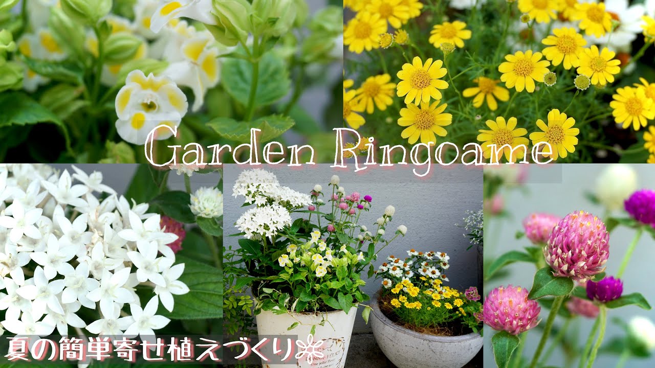 寄せ植え】夏の暑さに強く蒸れにくい簡単寄せ植えづくり