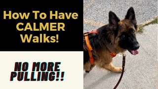 STOP Leash Pulling Quickly (2 Strategies)! by Training Positive 7,487 views 1 year ago 3 minutes, 37 seconds