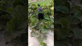 My Vegetarian Dog remix dj  dogshorts ytshorts trandingshort doglove short panjabisong